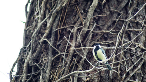 Bird perching on a tree