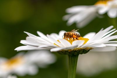 Close-up of bee pollinating on flower