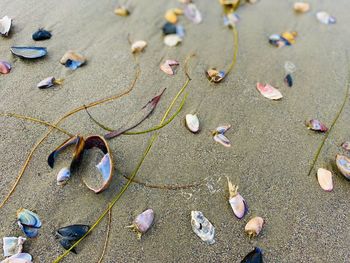 High angle view of shells on beach