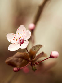 Close-up of pink cherry blossoms in spring