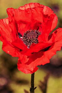 Close-up of red poppy flower