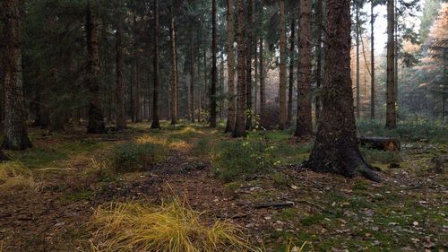 Trees in forest