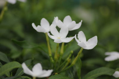 Close-up of white flowering plant