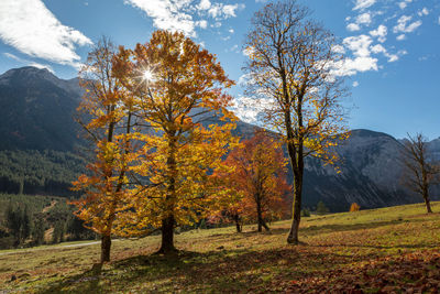 Trees on landscape against sky during autumn