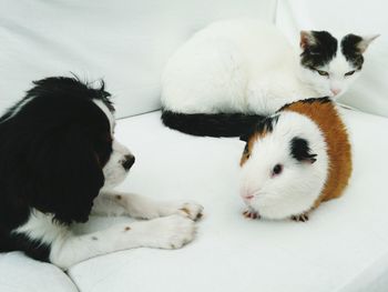 Close-up of cat, dog and guinea pig