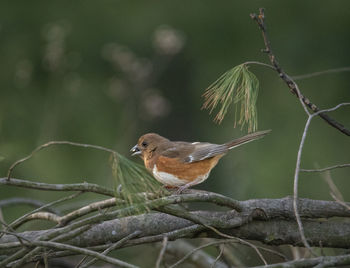 Close-up of bird perching on branch