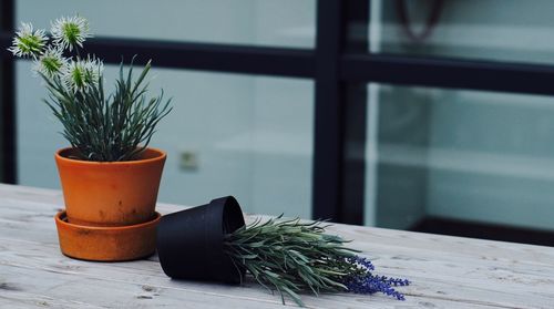 Close-up of pot plants on table