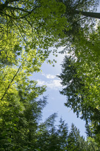 Low angle view of trees in forest