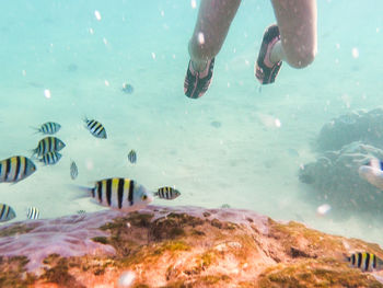 Low section of person swimming in sea