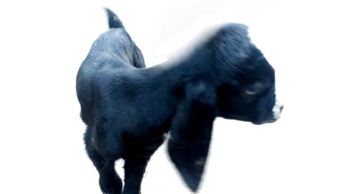 Close-up of horse against white background