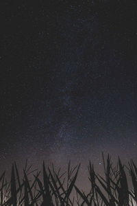 Low angle view of trees against sky at night