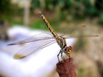 Close-up of damselfly on leaf