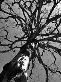 Low angle view of bare tree against sky