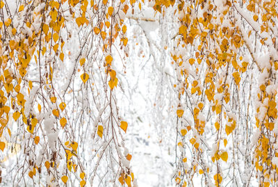 Full frame shot of yellow flowering plants