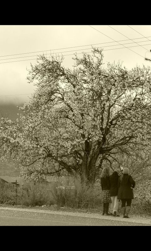 tree, nature, real people, outdoors, day, sky, mammal, beauty in nature, men, togetherness, people