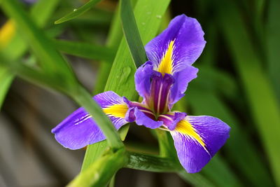 Close-up of purple iris