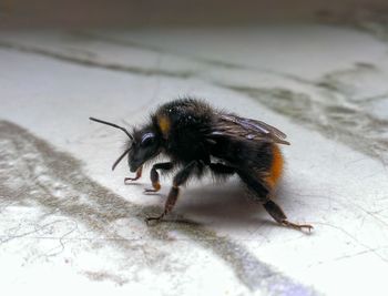 Close-up of bumblebee on table