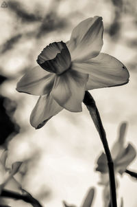 Close-up of flower against sky