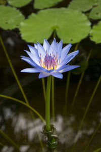 Close-up of lotus water lily