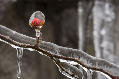 Close-up of frozen plant