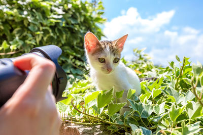 Portrait of cat on plant against sky