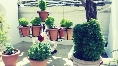 Potted plants in greenhouse