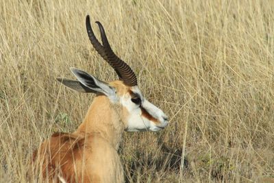 A springbok lying in high grass