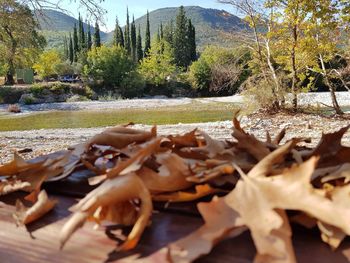 Close-up of autumn leaves in water