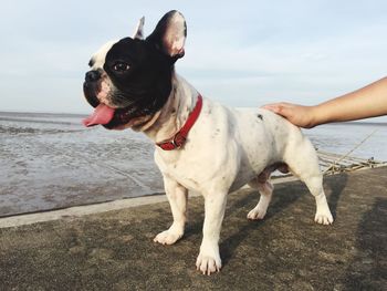 Cropped hand touching french bulldog against beach