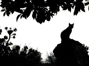 Low angle view of silhouette sitting on tree against sky