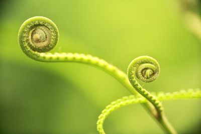 Close-up of fern