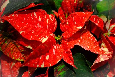Close-up of wet red leaves on plant