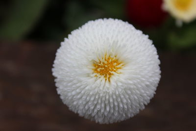 Close-up of white flowering plant