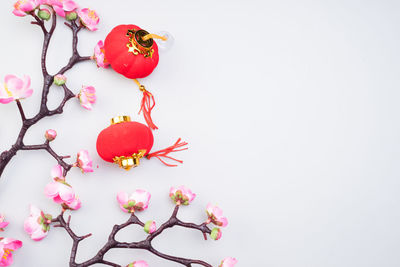 Close-up of red flowering plant against white background