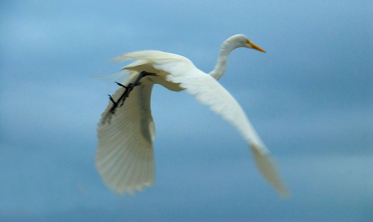 bird, animal themes, one animal, animals in the wild, wildlife, white color, blue, seagull, nature, white, flying, spread wings, beauty in nature, day, beak, sky, no people, low angle view, focus on foreground, outdoors