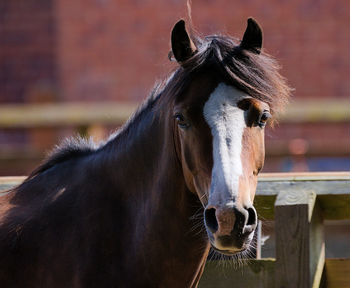 Close-up of horse in stable