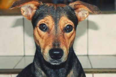 Close-up portrait of a dog