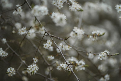 Close-up of white flowering plant