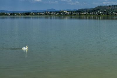 View of birds swimming in lake
