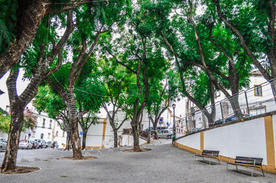 Footpath by palm trees and plants in city