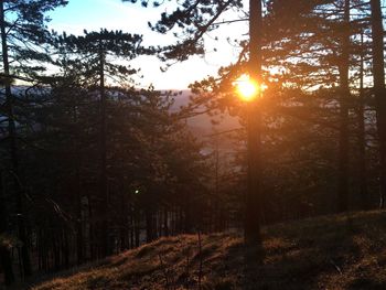 Trees in forest during sunset