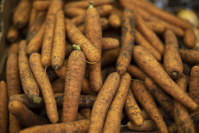 Carrots on market. red carrots in store. healthy food. vitamin in root crop. 