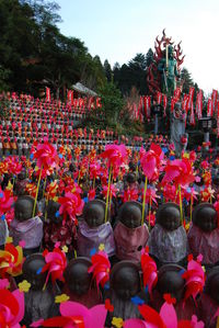 Close up of red flowers