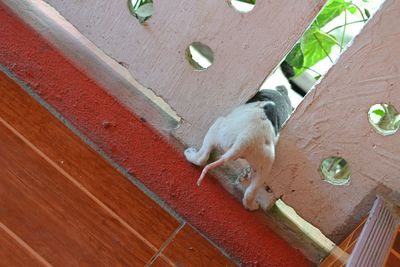 Dog lying down outdoors