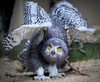 Portrait of young birds on land