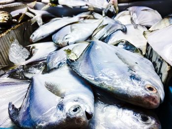 Close-up of fish for sale in market