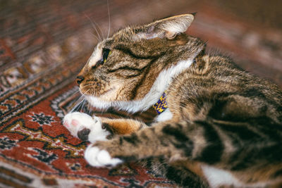 Close-up of a cat