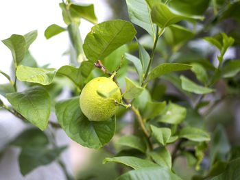 Close-up of fruit growing on tree