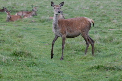 Deer standing in a field