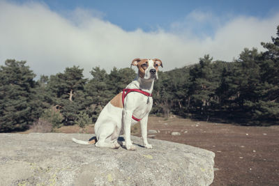 Portrait of dog sitting in the park